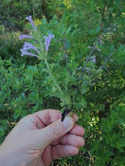 Salvia scabra