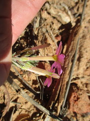 Oxalis hirta tubiflora