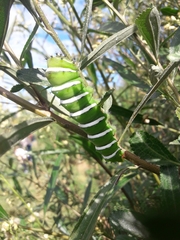 Rothschildia jacobaeae