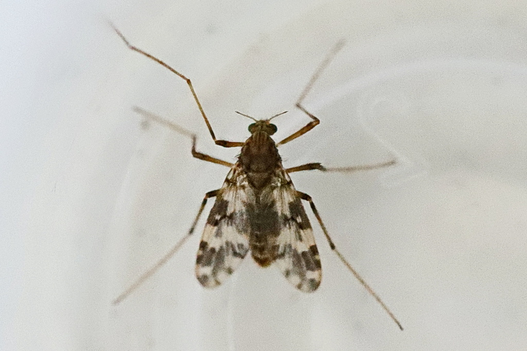 Psectrotanypus varius, photo 1 of 10