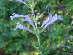 Salvia scabra
