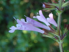 Salvia scabra