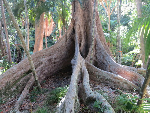 scalybark (Syzygium fullagarii)