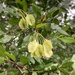 Two-winged Stink-Bushwillow - Photo (c) janet_taylor, some rights reserved (CC BY-NC), uploaded by janet_taylor