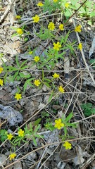 Ranunculus monophyllus