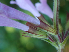 Salvia scabra