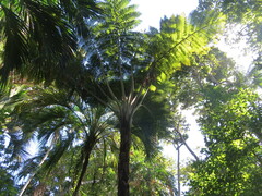 Sphaeropteris robusta