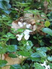 Plectranthus lucidus