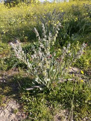 Cynoglossum cheirifolium