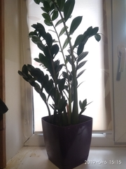Zamioculcas