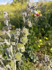 Cynoglossum cheirifolium
