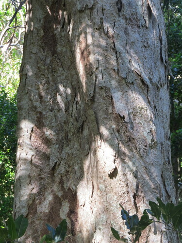 Image of Syzygium fullagarii by (c) ian_mcallan, some rights reserved (CC BY)
