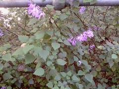Plectranthus saccatus