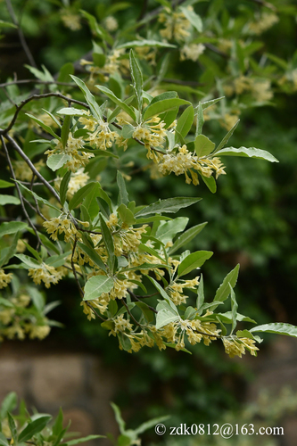 autumn olive