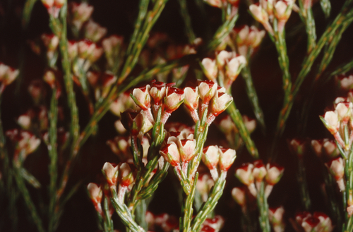 Erica reunionensis E.G.H.Oliv.