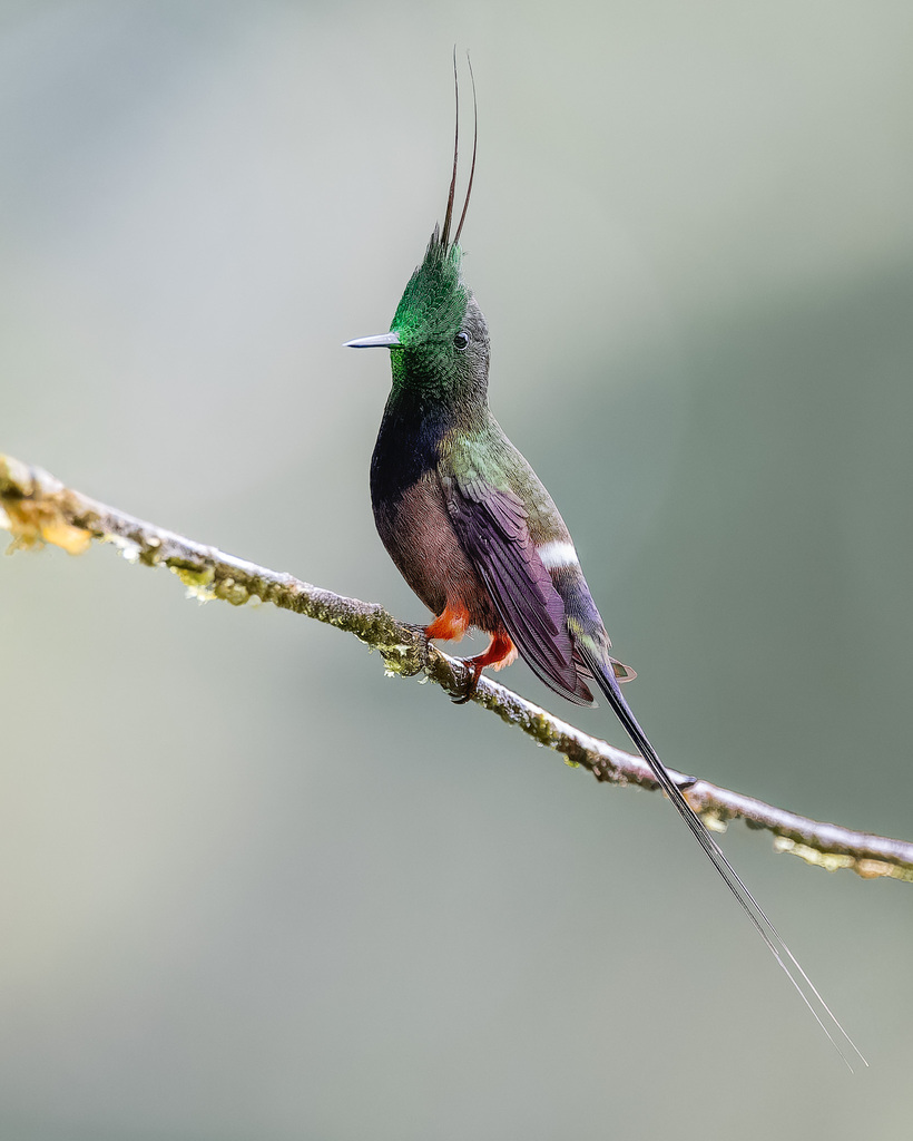 Wire-Crested Thorntail