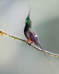 Wire-Crested Thorntail photo 1