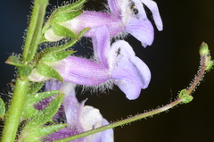 Sairocarpus cornutus