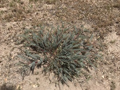 Astragalus douglasii parishii