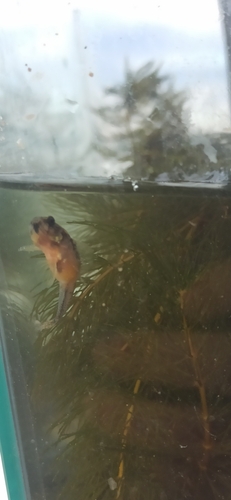 Caucasian Dwarf Goby, Litochoro, Grecia, photo 10 of 10
