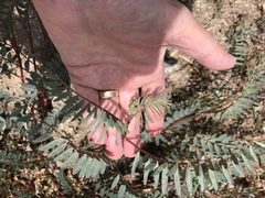 Astragalus douglasii parishii