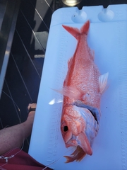 Ruby Snapper photo 3