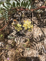 Astragalus douglasii parishii