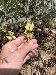 Astragalus douglasii parishii
