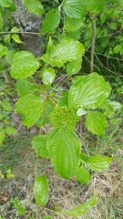 Cornus sanguinea australis