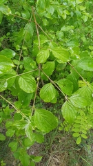 Cornus sanguinea australis
