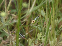 Poecilimon zimmeri
