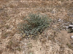 Astragalus douglasii parishii