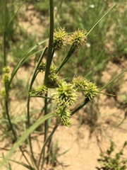 Cyperus uitenhagensis