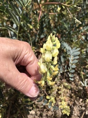 Astragalus douglasii parishii