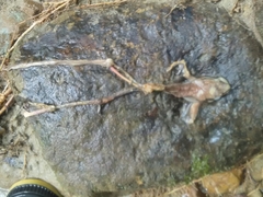 Leptodactylus mystaceus