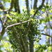 Phoradendron serotinum - Photo (c) Ryan Somma, alguns direitos reservados (CC BY-SA)
