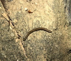 Cambalopsidae