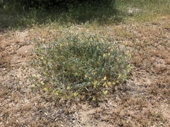 Astragalus douglasii parishii