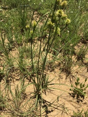 Cyperus uitenhagensis
