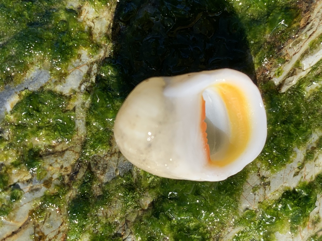 Nerita erythrostoma from South Pacific Ocean, Barcoongere, NSW, AU on ...