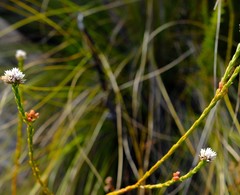 Euchaetis glomerata