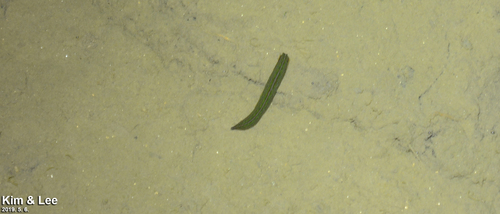 Whitmania edentula