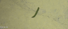 Whitmania edentula