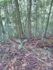 Chironius multiventris