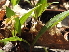 Erythronium propullans