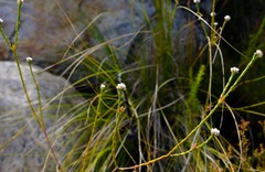 Euchaetis glomerata
