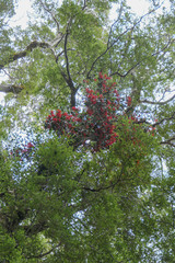 Peraxilla colensoi