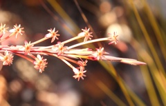 Struthiola macowanii