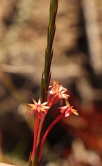 Struthiola macowanii