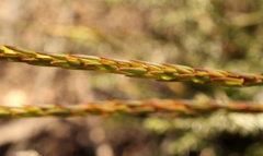 Struthiola macowanii